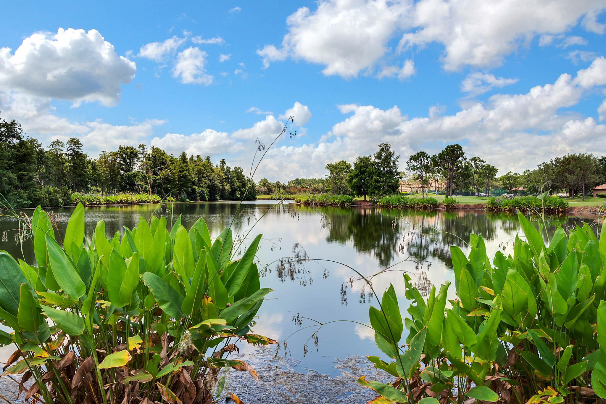 13548-Turtle-Marsh-Loop--437.-Orlando--FL-32837----16---Grounds.jpg